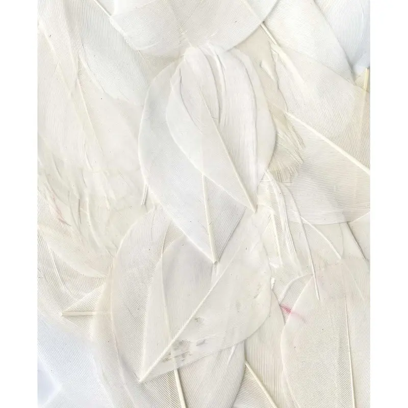 Artemio Feathers 3G White 1